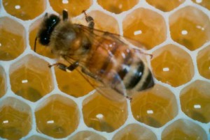 honeycomb-bee-polygon-history-of-mathematics1